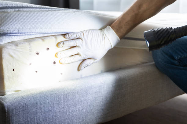 Flea Control Services in Lake Shore, WA